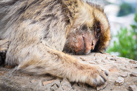 猴子闭近观光野生物在环斑保背景图片