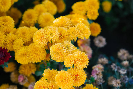 秋天花园里盛开的黄菊花图片