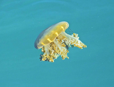 在海洋中游泳的果冻鱼野生物场景图片