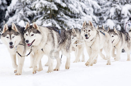 与爱斯基摩犬的狗拉雪橇比赛图片