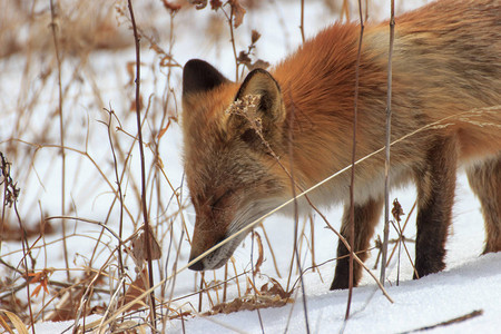 冬季森林中的狐狸在灌木丛干图片