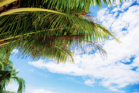 夏天的阳光下天空中的棕榈叶图片