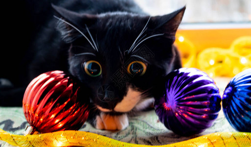 坐在圣诞树玩具圣诞玩具和手表旁边的黑小猫图片