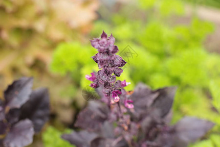 园艺植物中的植物夏季图片