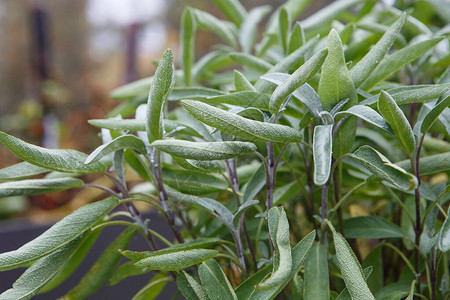 生长在药草园的芳香鼠尾草鼠尾草叶子丹参科普图片