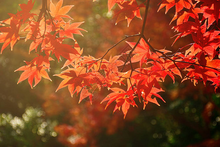 秋天的枫树花园秋天枫叶全红与的秋天太阳图片