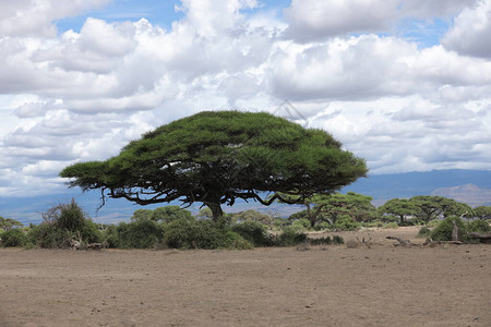 地点MasaiMara图片