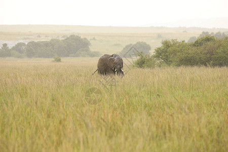肯尼亚草原大象喂图片