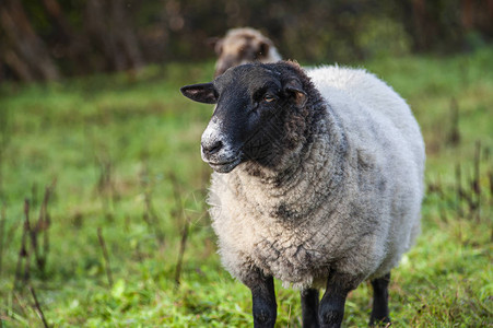 羊群和羊羔在英国格兰图片