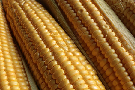 玉米多汁成熟的耳宏视图图片
