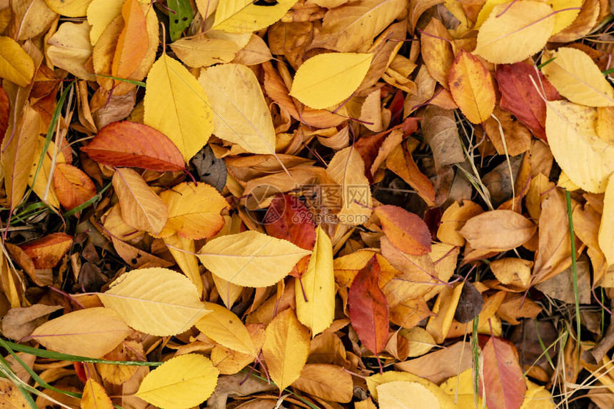 地面顶视图上的秋棕叶图片
