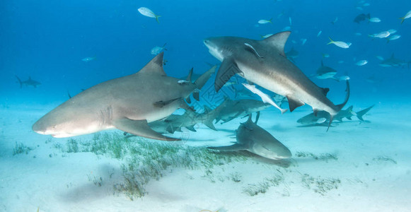 照片显示巴哈马的加勒比海珊瑚礁鲨鱼和柠檬高清图片