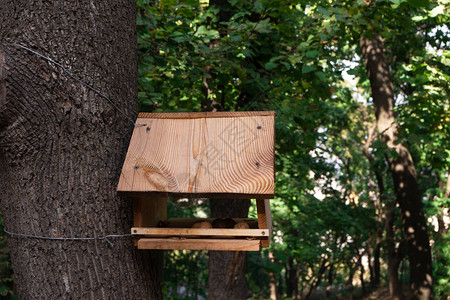 手工艺鸟屋或松鼠喂养者公园图片