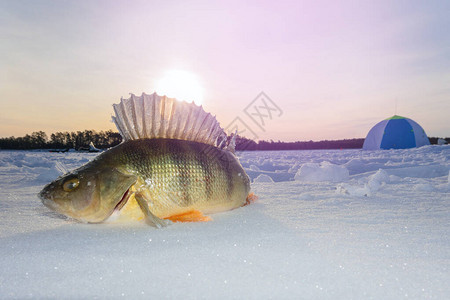冬季运动冬季钓鱼冬季图片