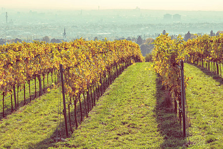 秋色的葡萄园距离维也纳图片