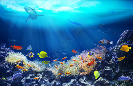 在珊瑚礁中生活水下海洋世界丰富多彩的热带鱼图片