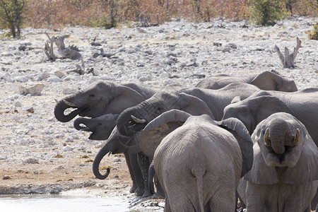 非洲大象群在纳米比图片