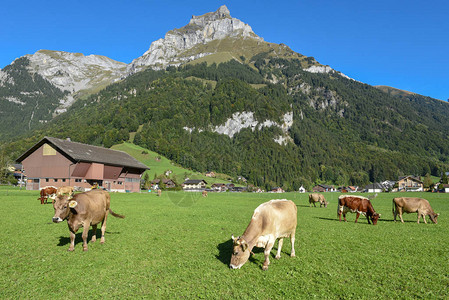 瑞士阿尔卑斯山的Engelberg有奶图片