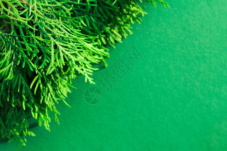绿色背景的Thuja绿色分支自然图片