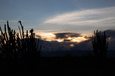 夜晚CactusSpindSilhouette图片