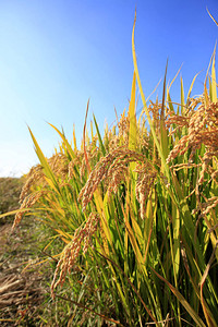 稻田水稻种植图片