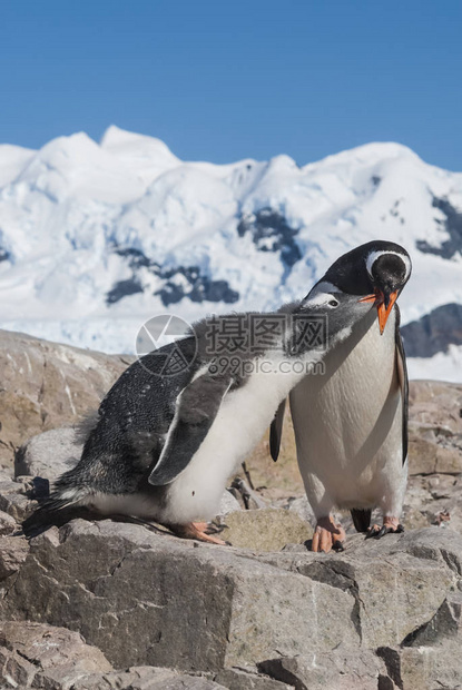 Gentoo企鹅PygoscelispapuaNeko图片