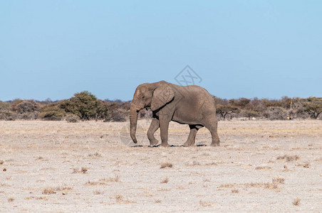 一头大雄非洲象LoxodontaAfricana走在埃托沙背景图片