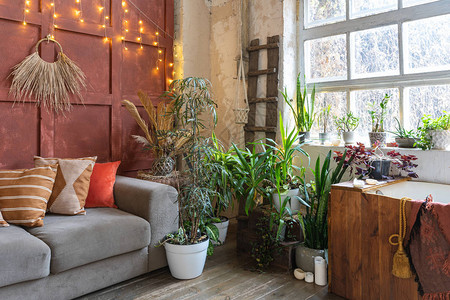 枕头坐垫花盆沙发或沙发中的绿色植物和家里的装饰品内有舒适的图片