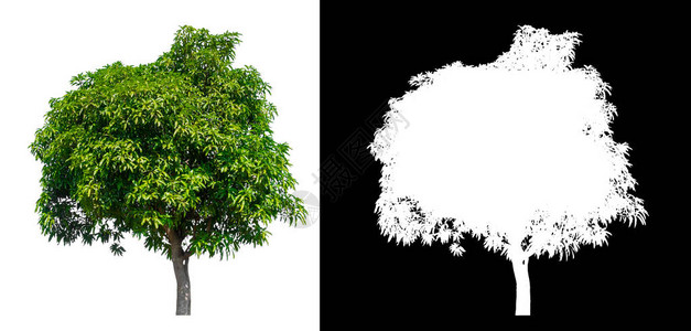 白背景的孤立芒果树带有剪切路径图片