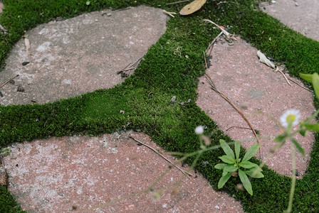 街上铺路石上的绿色苔藓图片