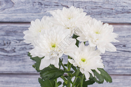 白色美丽的花朵背景新的一束菊花美丽的浪漫的礼图片