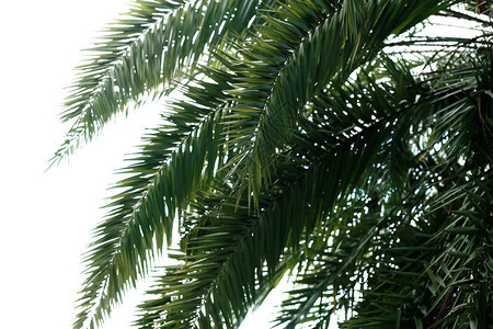 棕榈叶在公园的树背景图片
