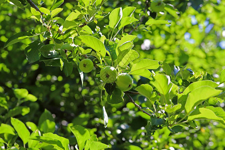 苹果树和绿色浆果图片