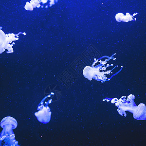 水族馆水母一年水的蓝色颜图片