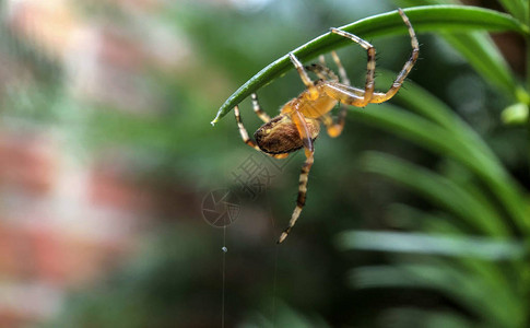 在花园捕蜘蛛的网上捕蜘图片