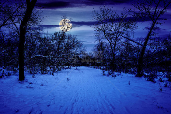 夜间冬季森林满图片