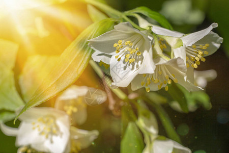 绿色阳光模糊阳光背景中的春花茉莉图片