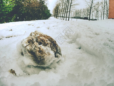 鲜白的马尾小马足迹在明亮的白雪中雪盖上图片