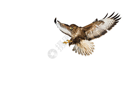 野生常见秃鹰buteobuteo在飞行中捕捉猎物图片