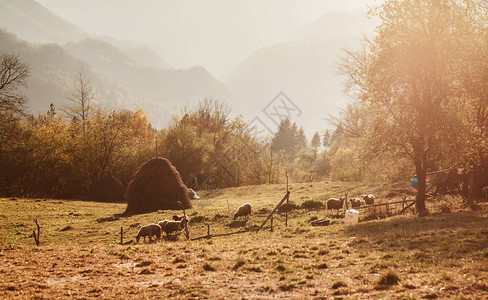 在美丽的秋天农村风景上放一头绵羊图片