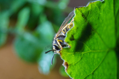 黄蜂在绿叶上的微距非常近距离拍摄图片