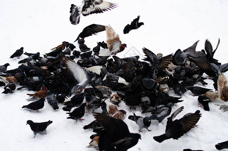 一次只喂鸽子冬天的鸟鸽子宏图片