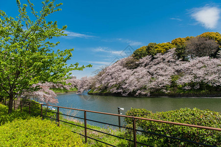 日本东京Chidarigafuchi公园高清图片