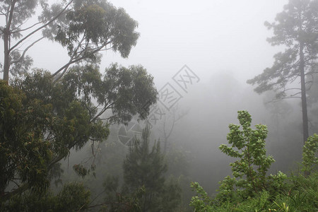 马德拉中部雨林中的树藤位于图片