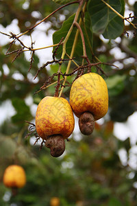 在萨尔瓦多市种植园的腰果树上看到腰果图片