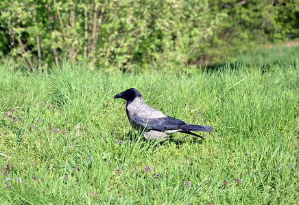 灰寒鸦鸟在绿草上行走夏日特写图片
