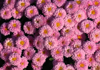 克里米亚尼基茨植物园的菊花菊秋菊花图片