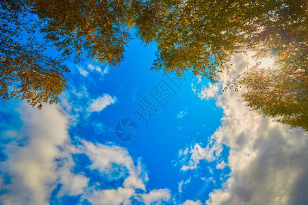 高的树冠覆盖着清蓝的天空阳图片