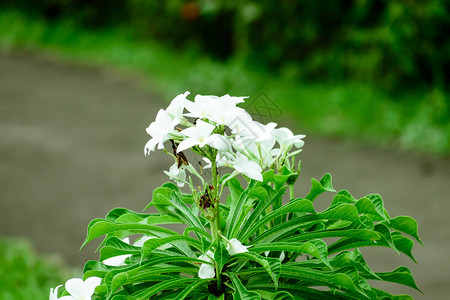 乳白色塔加花卉植物Tabernaemontanadivaricata罕见的小绉纱茉莉风车花东印度迷迭香尼禄冠科常绿灌木室内植物花背景图片