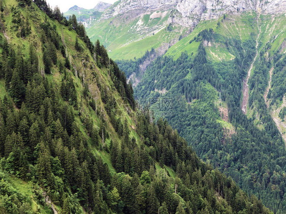 瑞士施维兹州斯图登Sihltal河谷和西尔赛湖边人工林的长图片
